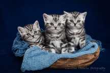 Kot brytyjaki Silver tabby