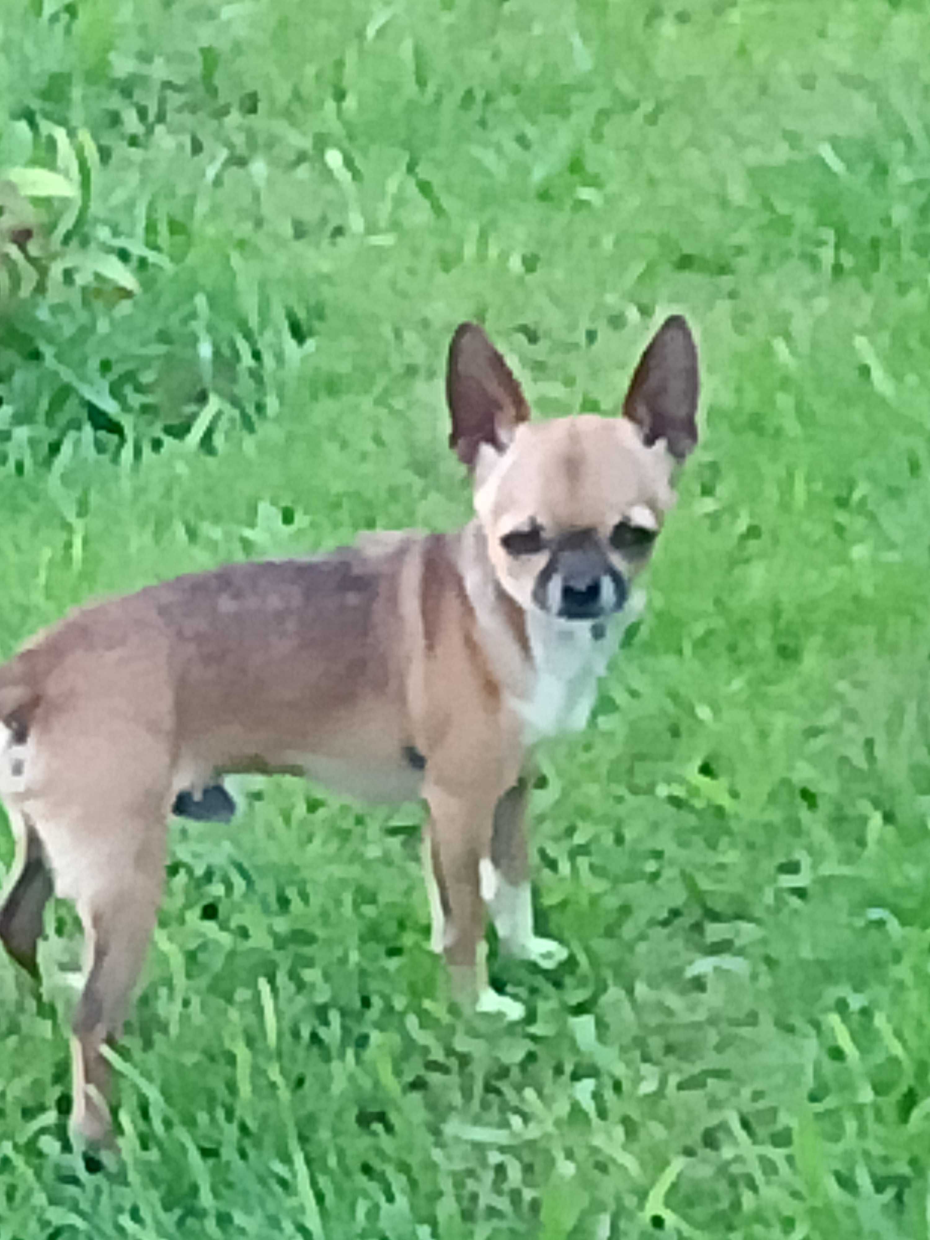 Chihuahua-mikro chłopak