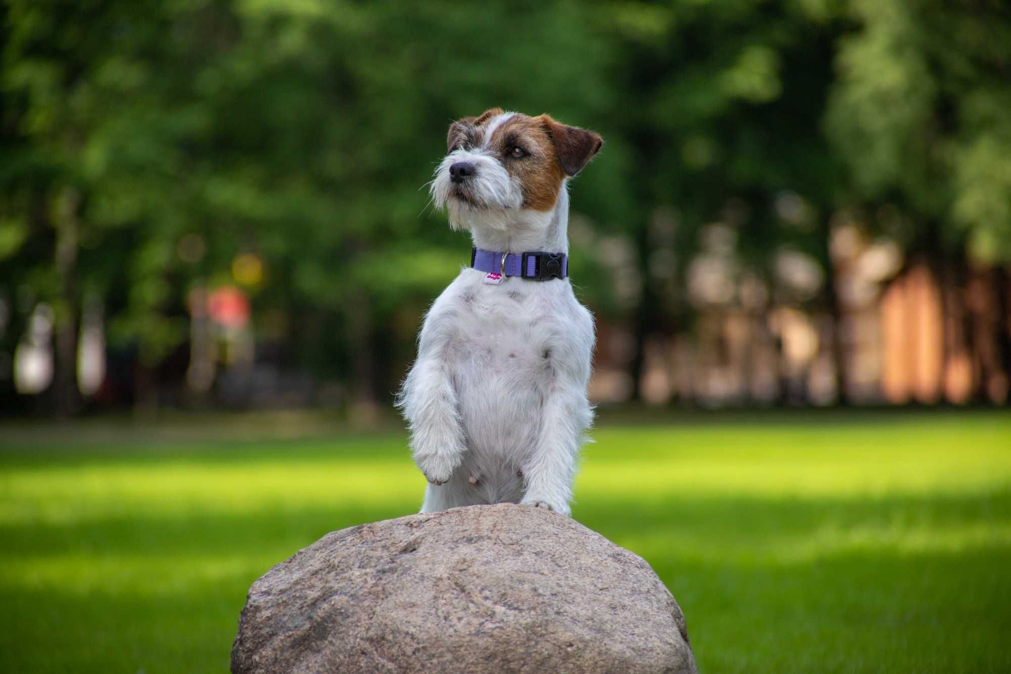 suczka Jack Russell terrier ZKWP/FCI szorstkowłosa