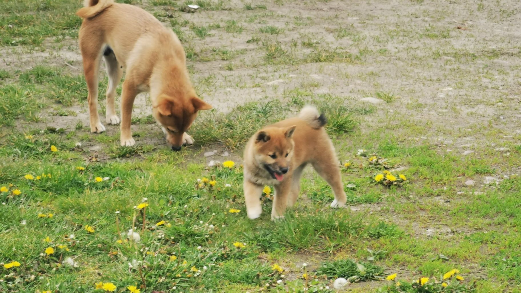 Shiba inu ruda sunia metryka chip książeczka zdrowia