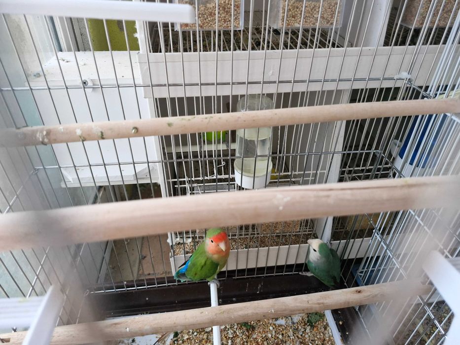 Rosicolers, posso ponderar troca por outras aves