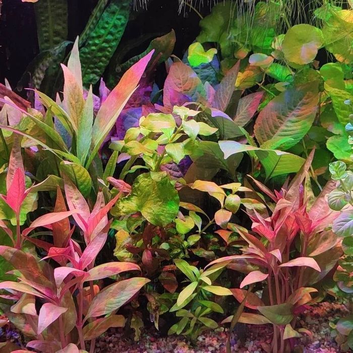 Lampa do akwarium na diodach power led 190 cm lub  na wymiar.