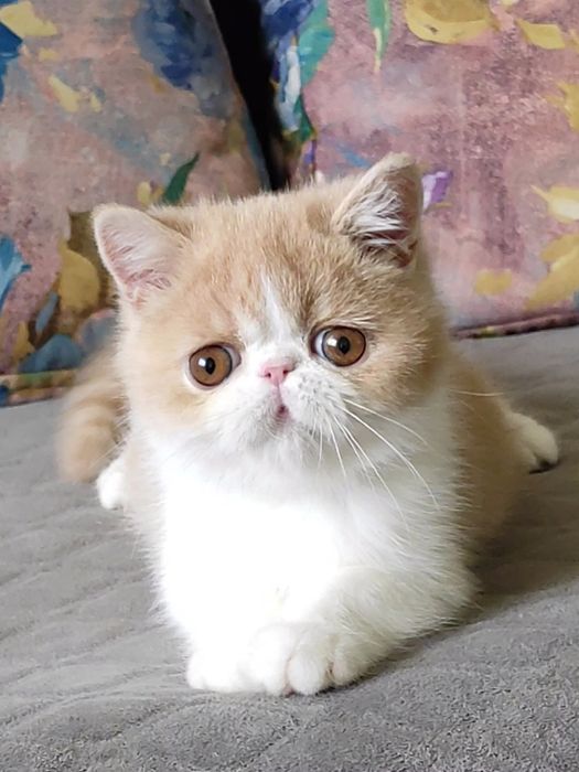 Екзотичний хлопчик