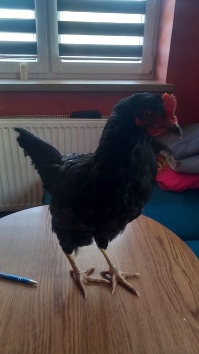 Oddam koguta tegorocznego