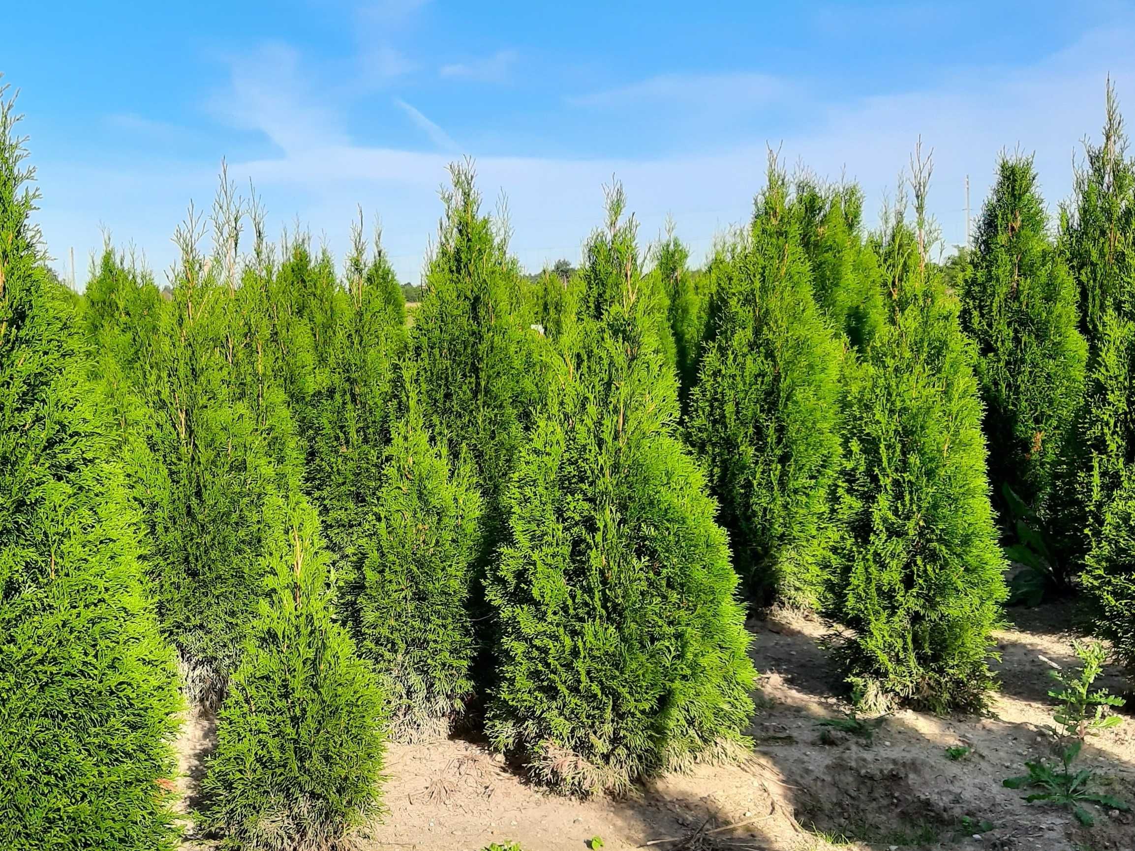 Thuja Smaragd 100-120 cm Tuja Szmaragd, tuje! Dostawa i sadzenie PL!