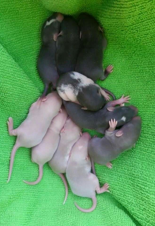 Крысята разных окрасов
