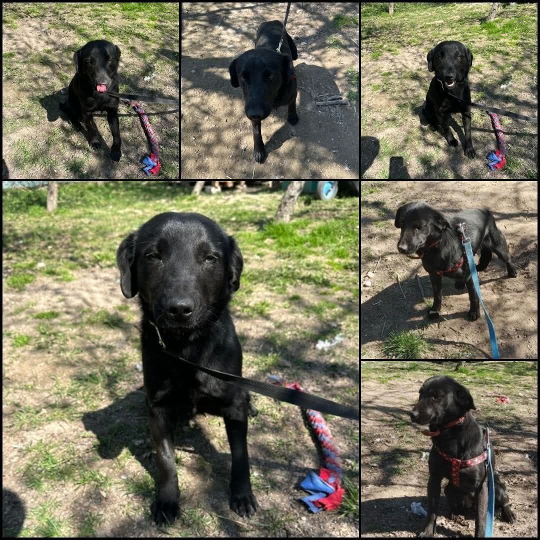Do adopcji psiak Onyx