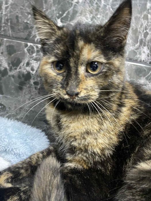 Ніжне кошеня шукає дім (стерильна дівчинка)