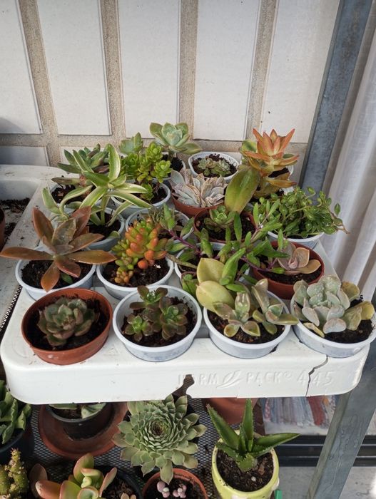 Pequenas suculentas variadas disponíveis