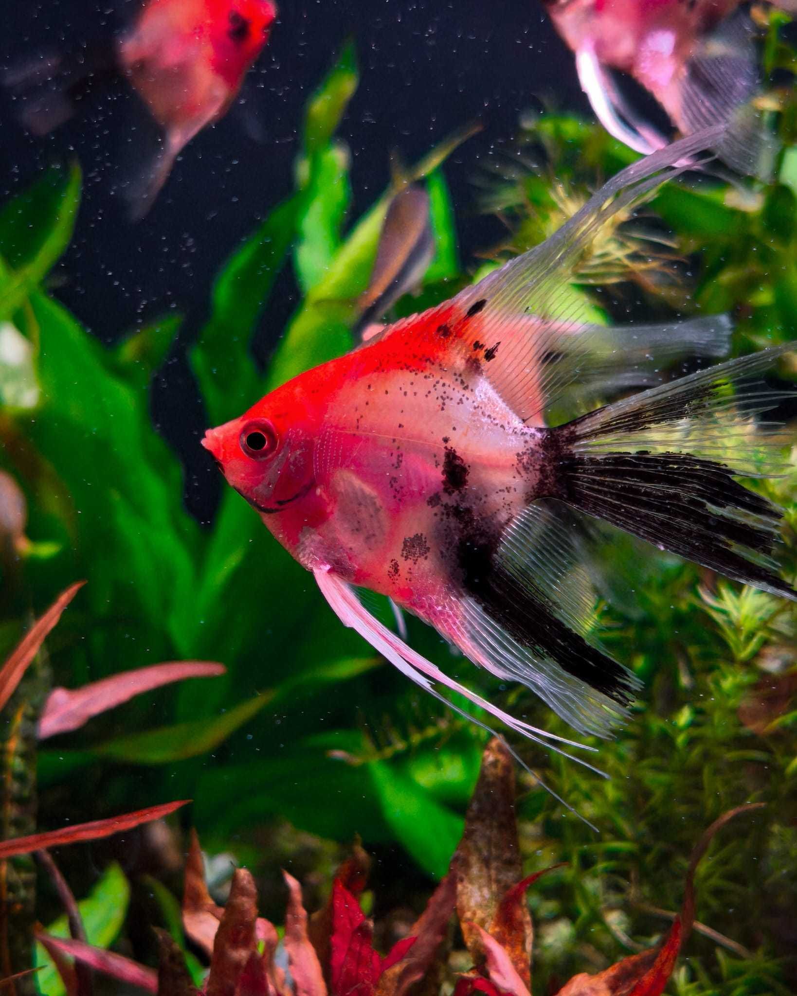 Skalary Red Devil - Rarytas - Masson