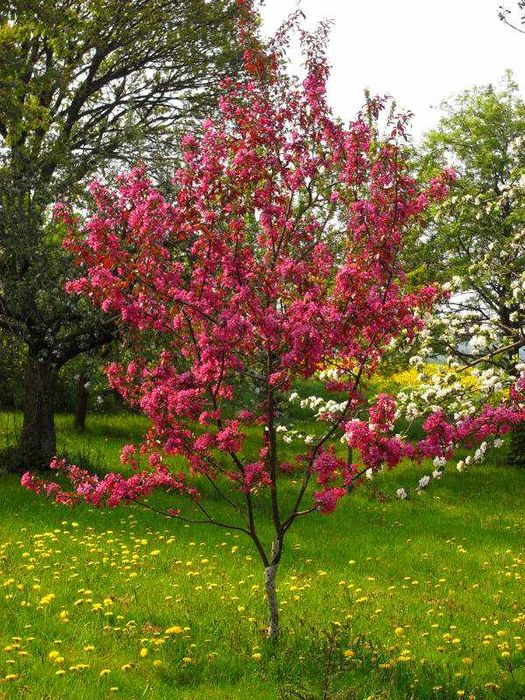 Jabłoń ozdobna "Liset", piękne kwiaty, bordowe liście, jadalne owoce.