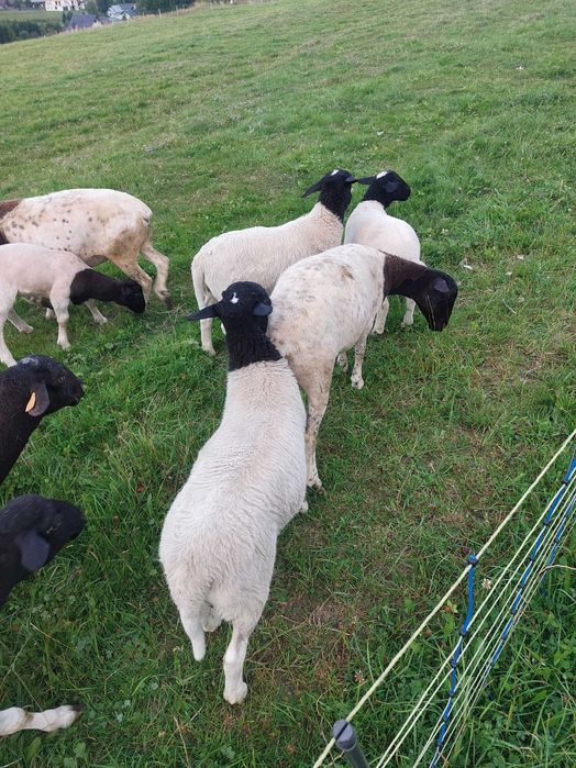 Do sprzedania baranki rasy dorper