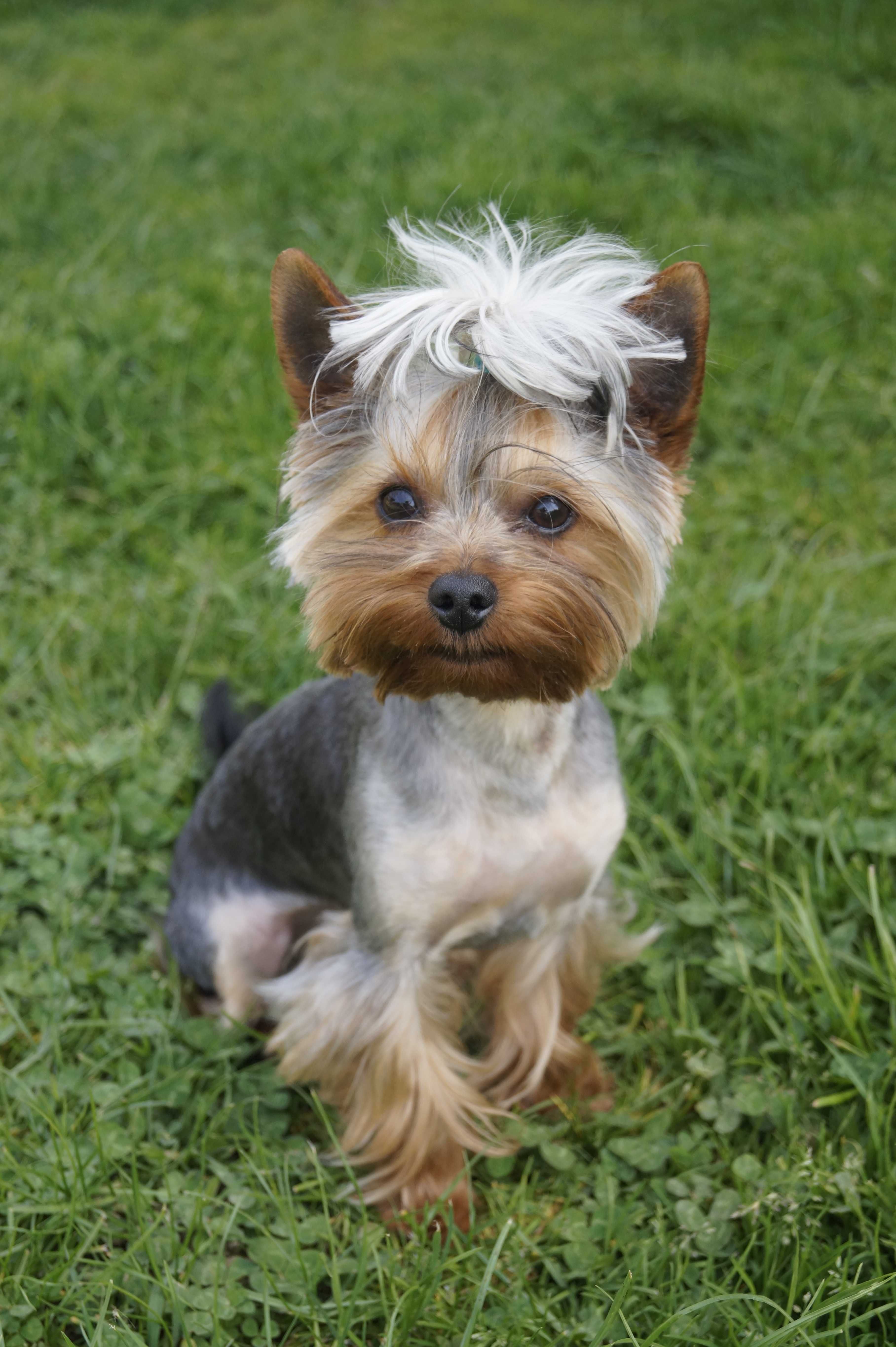 Reproduktor York Yorkshire Terrier