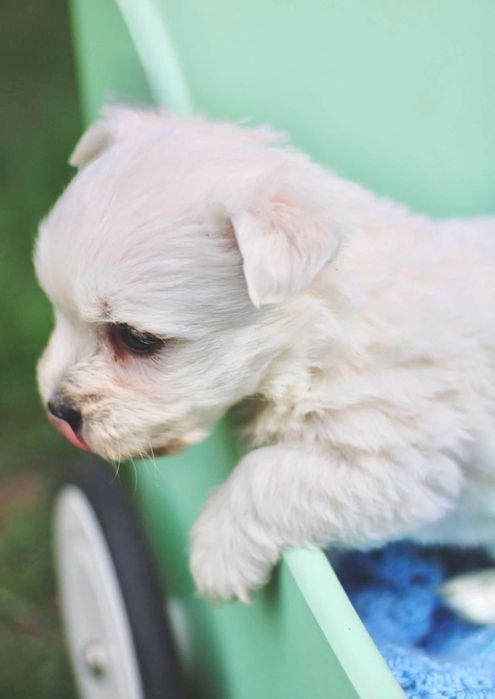 West highland white terrier