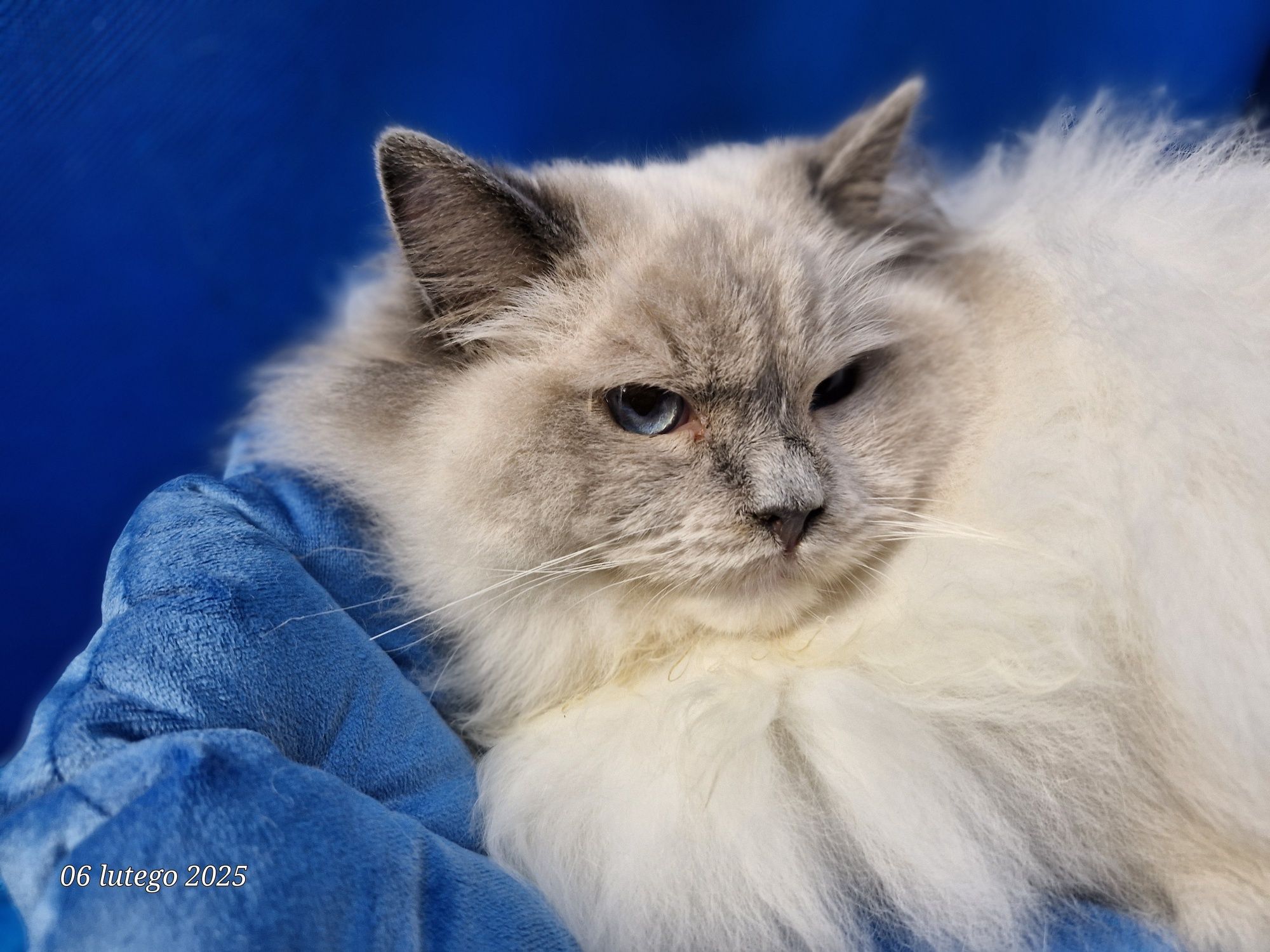 Ragdoll cudowy kot