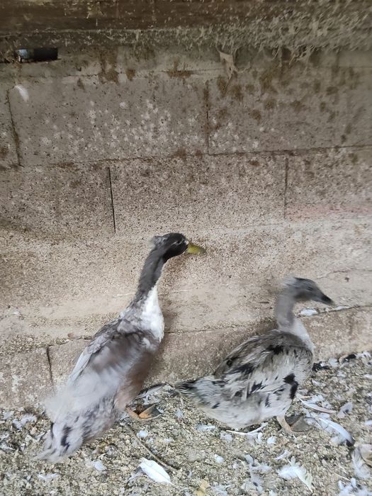 Patos marrecos de pompom