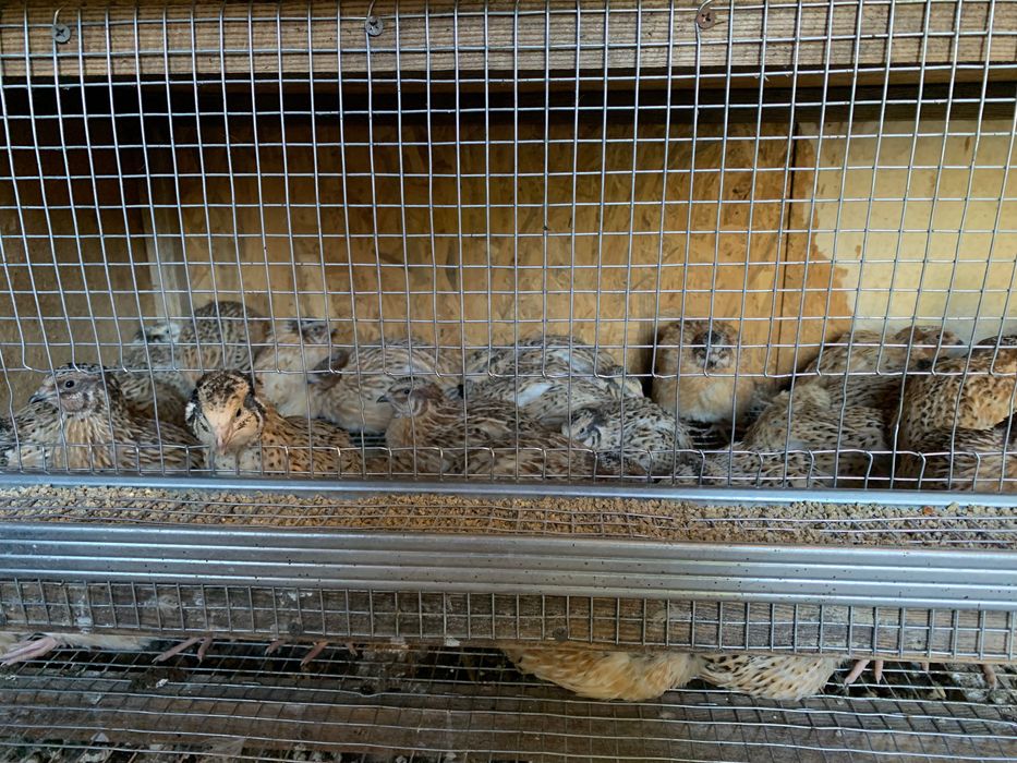 Продам перепілки