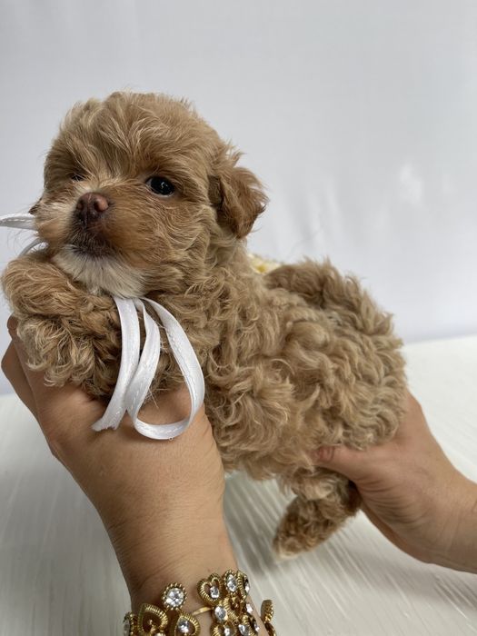 VIP Мальтипу F1 — Ці очі не забудеш ніколи