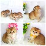 Британские котята золотая шиншилла