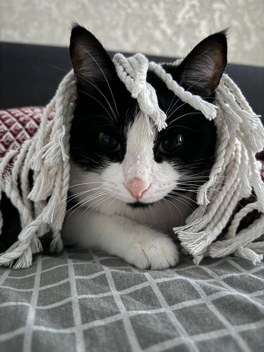 Віддамо котика в добрі руки!