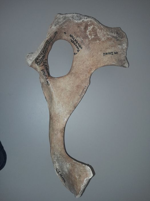 Zestaw kości do nauki anatomi zwierząt.