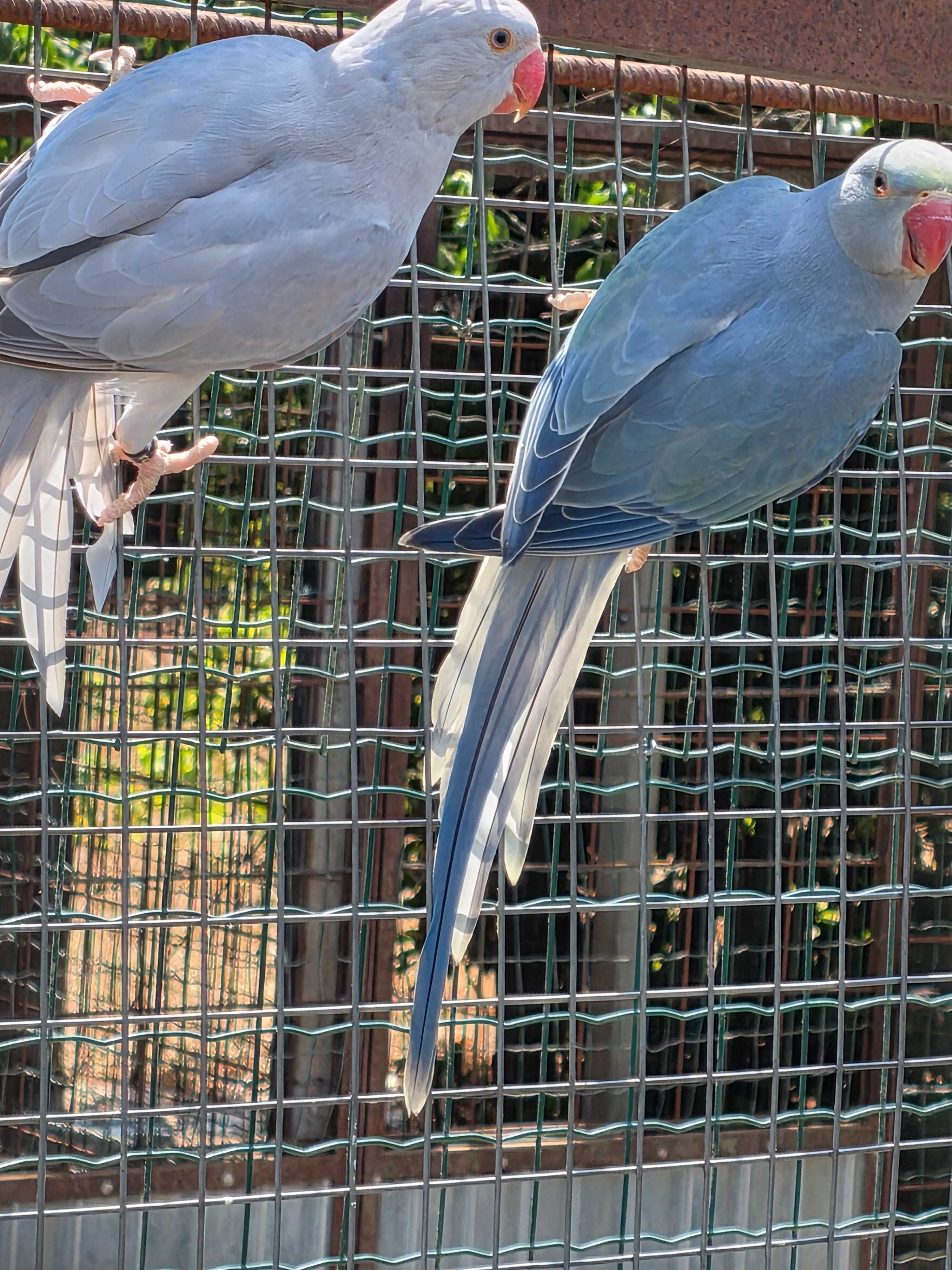 ring necks variados