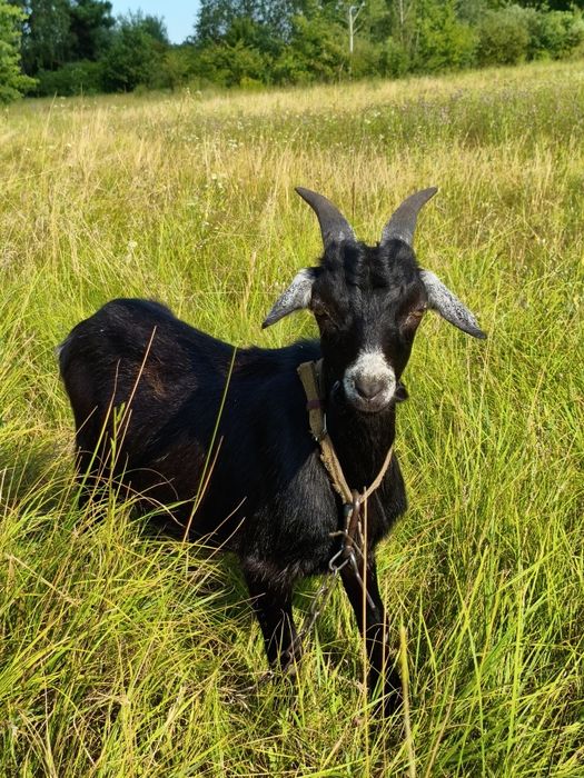 Козел козлик 50% нігерійський цап