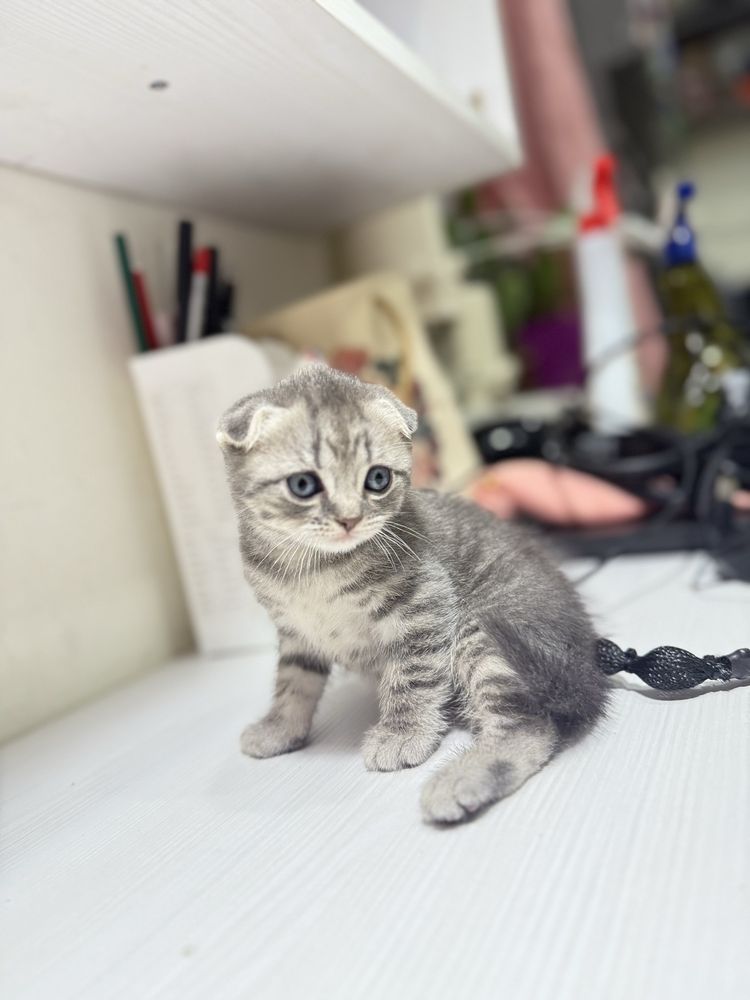 Шотландські кошенята , шотландские вислоухие котята