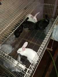 Vendo coelhos para criação ou consumo