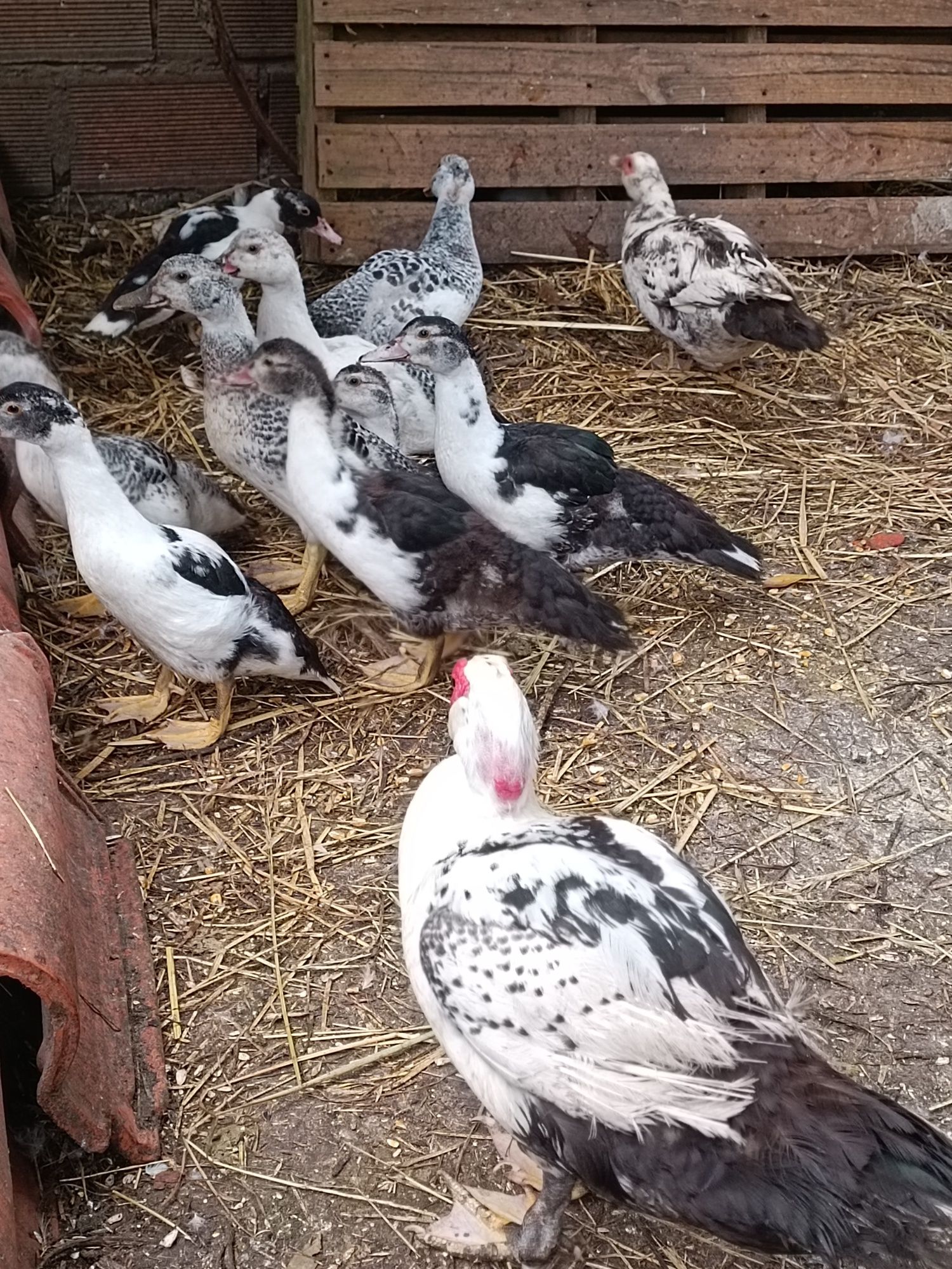 Patos mudos adultos e crias para venda ou troca