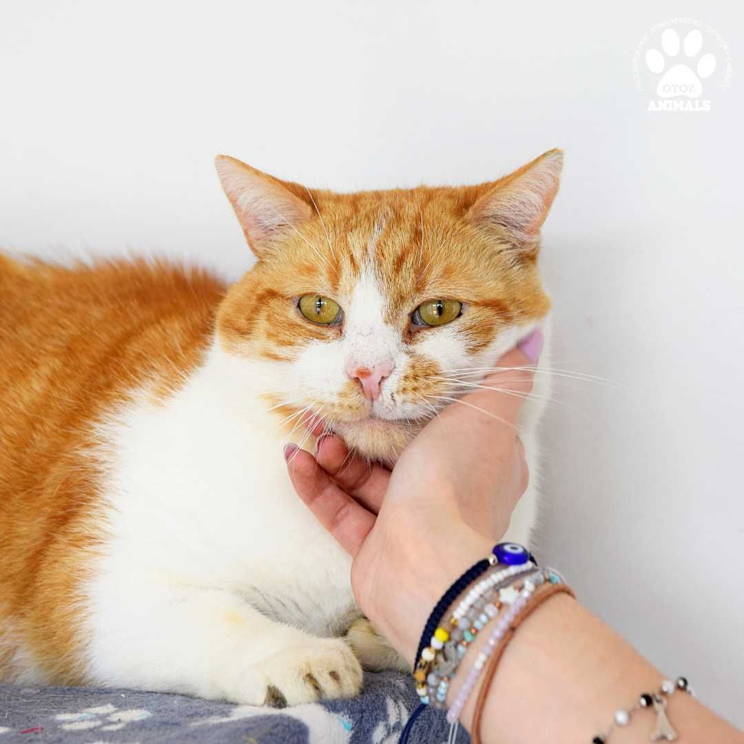Rudy kocurek do adopcji! Poznajcie Keksa!