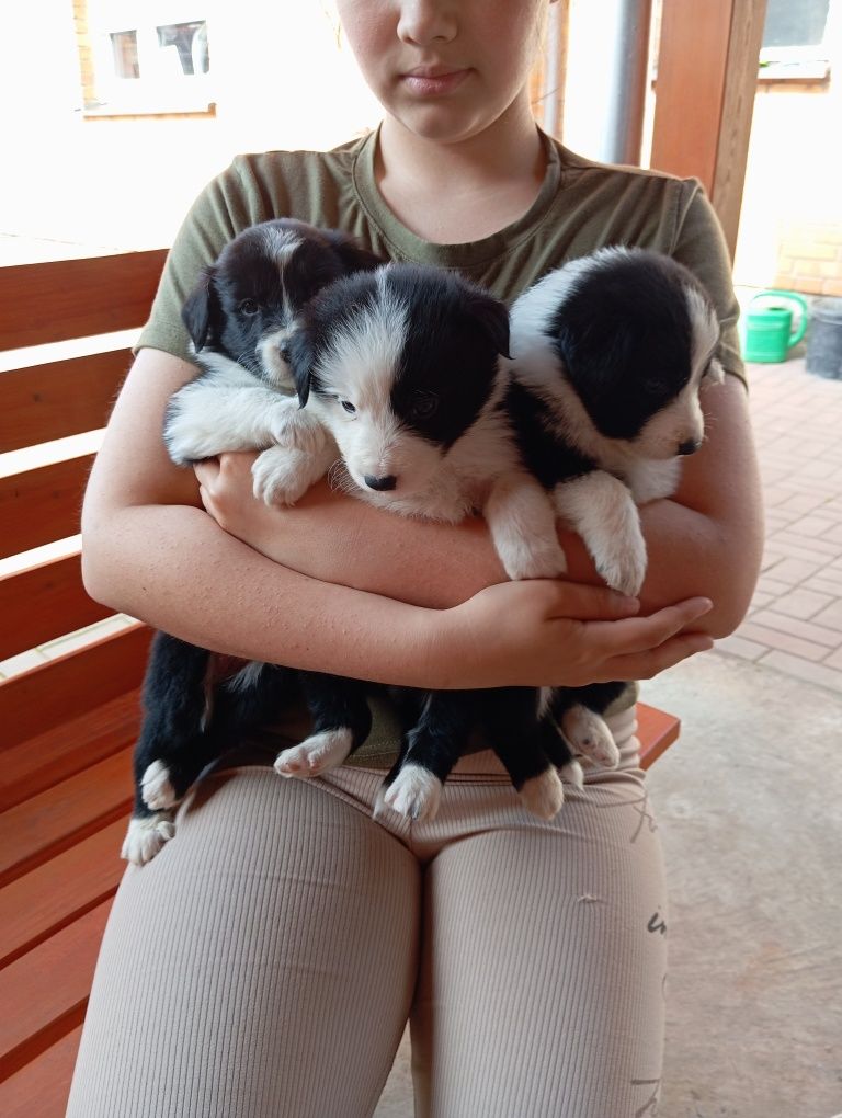 Suczka border collie