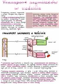 Notatki z biologii- transport asymilatow w roślinie