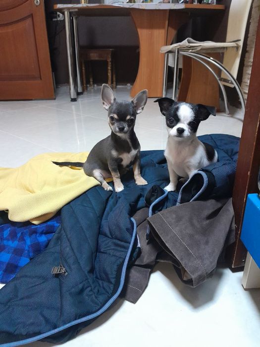 Мінічкі чихуашечки