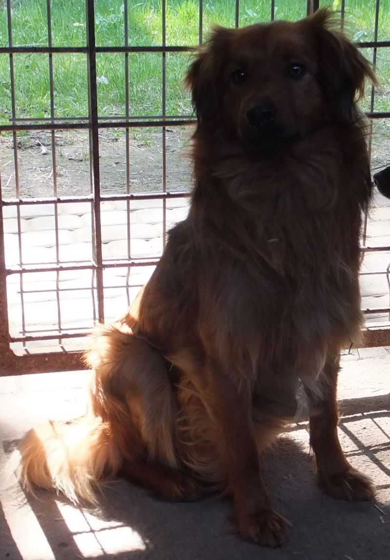 Karier pies rudy, dorosły jak średni seter do adopcji