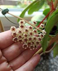 Hoya Phuwuaensis