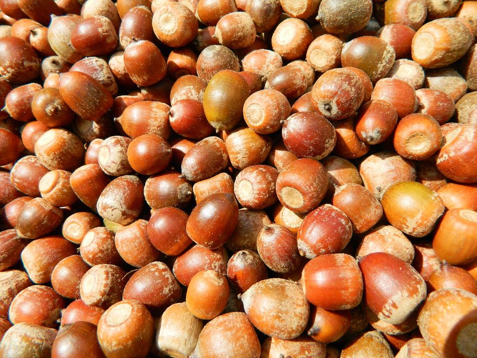 Sprzedam nasiona żołędzie dębu czerwonego ( Quercus Rubra ) zbiór 2024