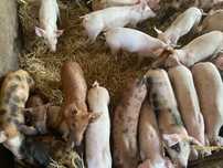 Prosięta po knurze duroc* pietrain