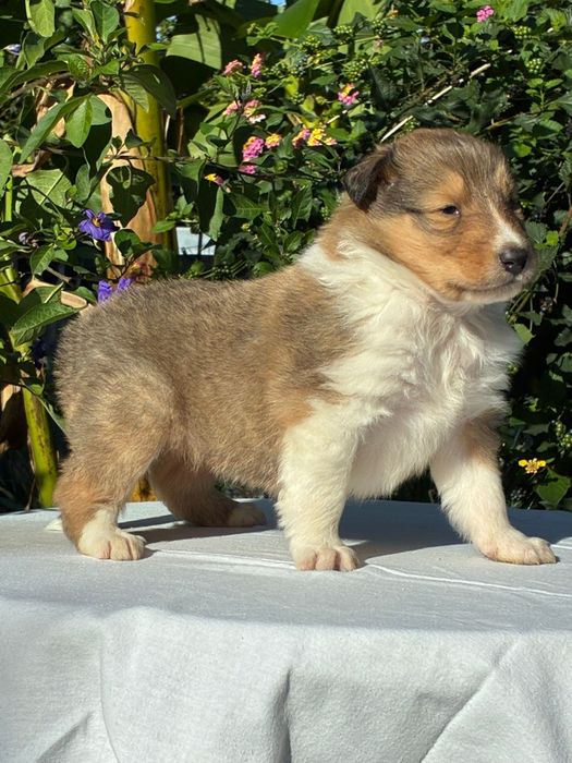 Rough Collie - Lassie