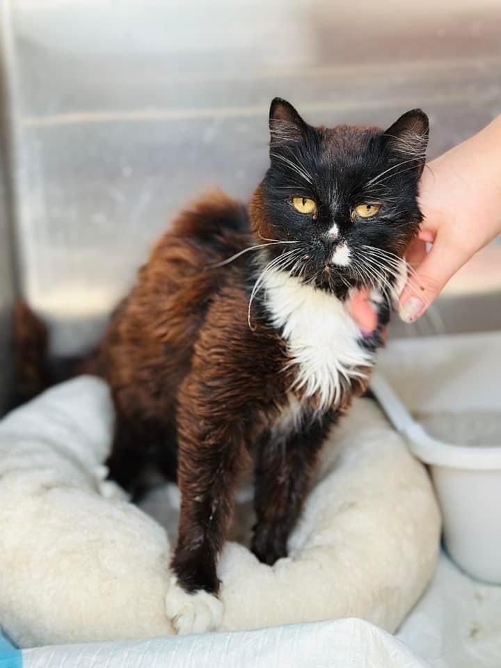 Wiewiór - PILNIE DO ADOPCJI - kot z białaczką.