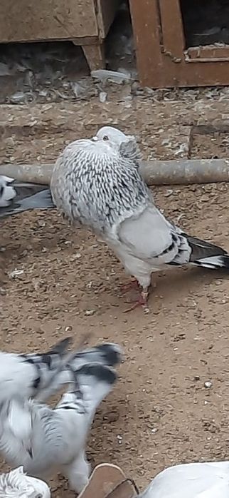 Garłacze Górnośląskie Koroniaste