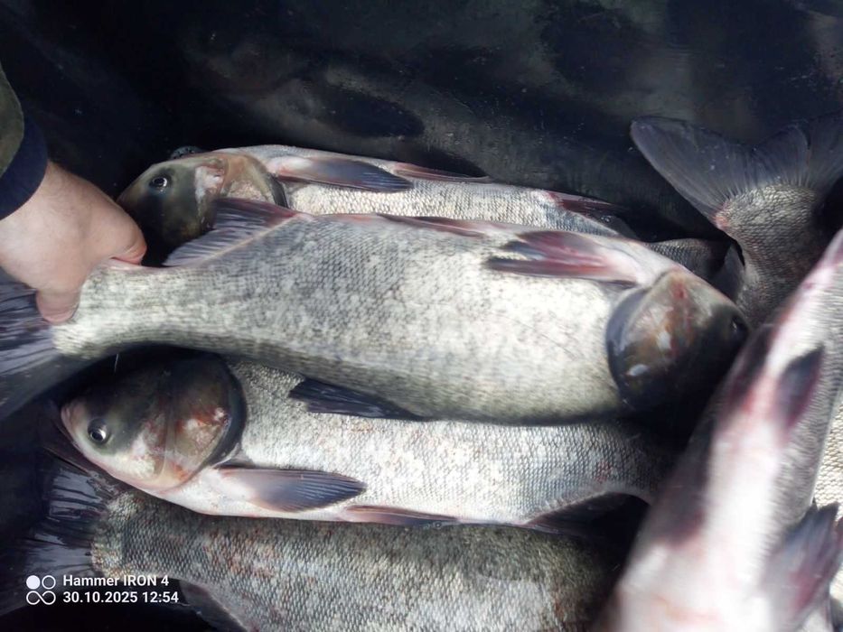 Karp hurt tołpyga karaś jesiotr