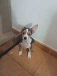Cachorrinho Jack Russell X Chihuahua