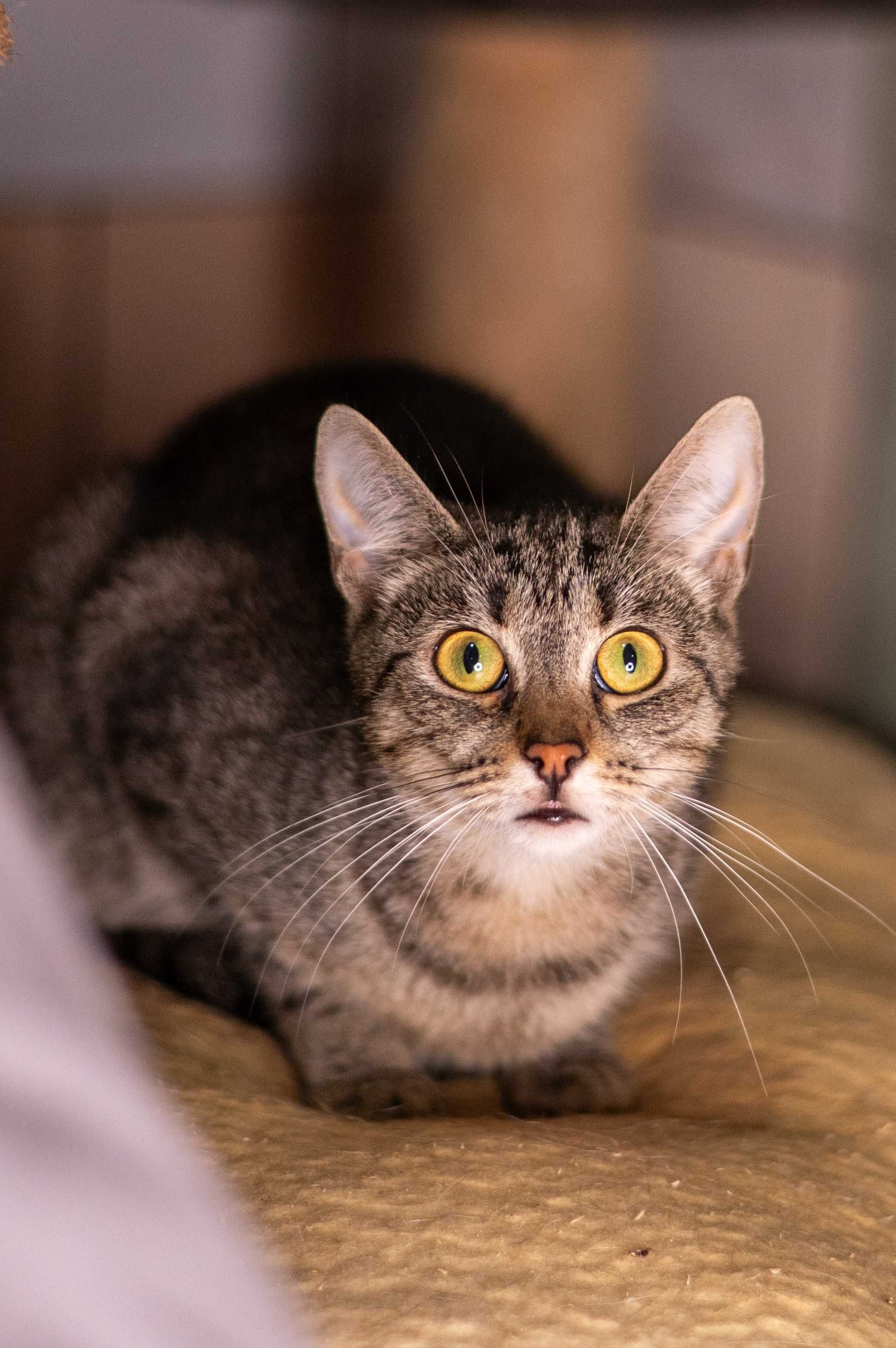 TARI kotka do adopcji