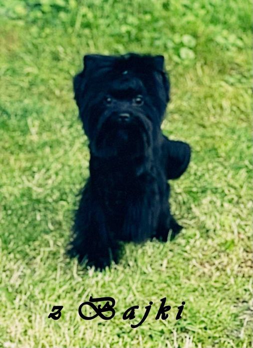 York czarny - nie wybarwi się. Po obojgu czarnych rodzicach.