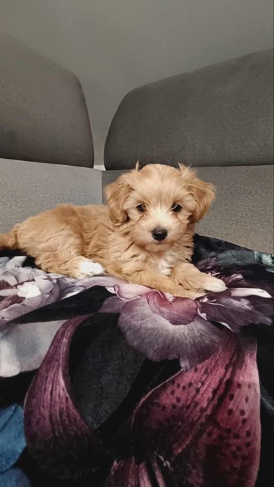 Śliczny Maltipoo