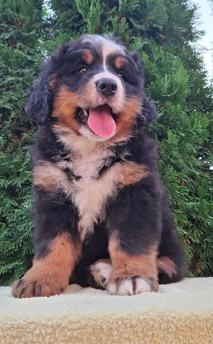 Cachorro Boieiro de Berna (Bouvier Bernois) c/ LOP