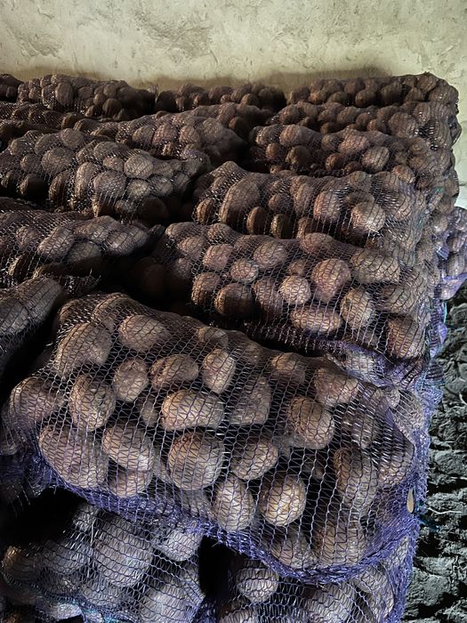 Продам картоплю «Белла Росса - Торнадо - Мелоді»