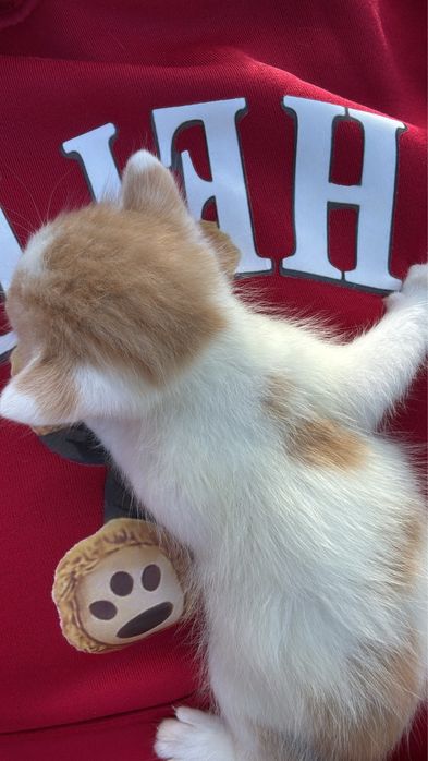 Gatinho macho para dar