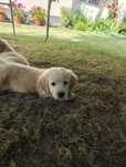 Golden retriever suczka